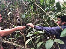 Autoridades ambientales trabajan conjuntamente en la liberaci&oacute;n y reubicaci&oacute;n de animales silvestres v&iacute;ctimas del tr&aacute;fico ilegal