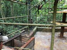 Autoridades ambientales trabajan conjuntamente en la liberaci&oacute;n y reubicaci&oacute;n de animales silvestres v&iacute;ctimas del tr&aacute;fico ilegal