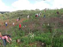 Cerro de Cristo Rey sigue reverdeci&eacute;ndose de entre las cenizas