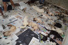 Jornada  de  esterilizaci&oacute;n gratuita para caninos y felinos del &aacute;rea de renovaci&oacute;n urbana