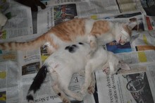 Jornada  de  esterilizaci&oacute;n gratuita para caninos y felinos del &aacute;rea de renovaci&oacute;n urbana