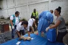 Jornada  de  esterilizaci&oacute;n gratuita para caninos y felinos del &aacute;rea de renovaci&oacute;n urbana