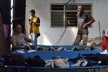 Jornada  de  esterilizaci&oacute;n gratuita para caninos y felinos del &aacute;rea de renovaci&oacute;n urbana