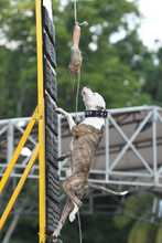 Perros y gatos tambi&eacute;n se gozan la Feria de Cali 1
