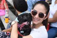 Perros y gatos tambi&eacute;n se gozan la Feria de Cali 3