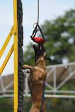 Perros y gatos tambi&eacute;n se gozan la Feria de Cali 5
