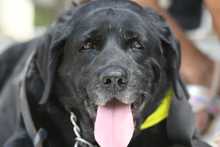 Perros y gatos tambi&eacute;n se gozan la Feria de Cali 6