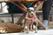 Perros y gatos tambi&eacute;n se gozan la Feria de Cali 7