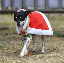 Perros y gatos tambi&eacute;n se gozan la Feria de Cali 10