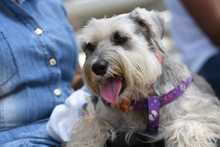 Perros y gatos tambi&eacute;n se gozan la Feria de Cali 11