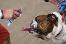 Perros y gatos tambi&eacute;n se gozan la Feria de Cali 13