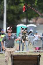 Perros y gatos tambi&eacute;n se gozan la Feria de Cali 14