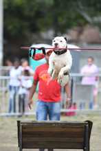 Perros y gatos tambi&eacute;n se gozan la Feria de Cali 15