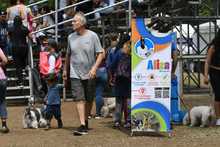 Perros y gatos tambi&eacute;n se gozan la Feria de Cali 16