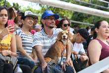 Perros y gatos tambi&eacute;n se gozan la Feria de Cali 17