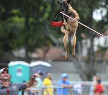Perros y gatos tambi&eacute;n se gozan la Feria de Cali 19