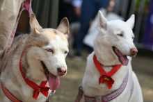 Perros y gatos tambi&eacute;n se gozan la Feria de Cali 22