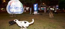 &iexcl;Internet gratuito para todos! Alcalde Armitage inaugura 40 zonas Wifi desde el Parque del Perro 1