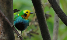 Cali participar&aacute; en la vitrina de turismo m&aacute;s importante de Colombia