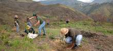 Alcald&iacute;a Municipal realiza siembras en zona rural para proteger el agua de Cali
