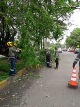 Dagma contin&uacute;a atendiendo emergencias por ca&iacute;das de &aacute;rboles en Cali