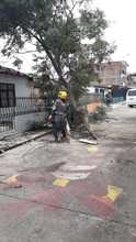 Dagma contin&uacute;a atendiendo emergencias por ca&iacute;das de &aacute;rboles en Cali