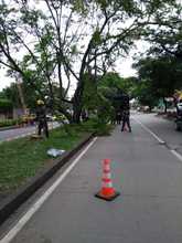 Dagma contin&uacute;a atendiendo emergencias por ca&iacute;das de &aacute;rboles en Cali