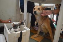 La tenencia responsable y el bienestar animal se imponen en el &aacute;rea de renovaci&oacute;n urbana