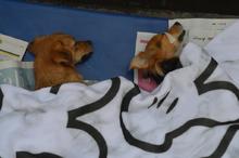 Con esterilizaci&oacute;n gratuita, caninos y felinos del &aacute;rea de renovaci&oacute;n urbana de Cali, mejoran sus condiciones de vida