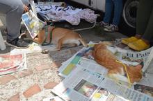 Con esterilizaci&oacute;n gratuita, caninos y felinos del &aacute;rea de renovaci&oacute;n urbana de Cali, mejoran sus condiciones de vida