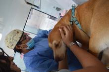 Con esterilizaci&oacute;n gratuita, caninos y felinos del &aacute;rea de renovaci&oacute;n urbana de Cali, mejoran sus condiciones de vida