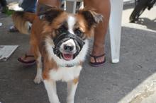 Con esterilizaci&oacute;n gratuita, caninos y felinos del &aacute;rea de renovaci&oacute;n urbana de Cali, mejoran sus condiciones de vida