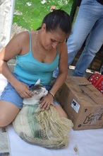 Con esterilizaci&oacute;n gratuita, caninos y felinos del &aacute;rea de renovaci&oacute;n urbana de Cali, mejoran sus condiciones de vida