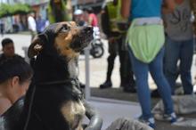 Con esterilizaci&oacute;n gratuita, caninos y felinos del &aacute;rea de renovaci&oacute;n urbana de Cali, mejoran sus condiciones de vida