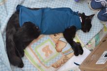 Con esterilizaci&oacute;n gratuita, caninos y felinos del &aacute;rea de renovaci&oacute;n urbana de Cali, mejoran sus condiciones de vida