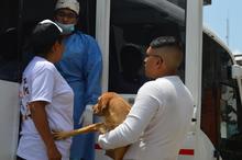 Con esterilizaci&oacute;n gratuita, caninos y felinos del &aacute;rea de renovaci&oacute;n urbana de Cali, mejoran sus condiciones de vida