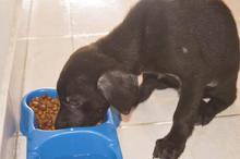 Avanza novedoso programa de rescate, recuperaci&oacute;n y adopci&oacute;n de caninos y felinos del &aacute;rea de renovaci&oacute;n urbana en el centro de Cali.