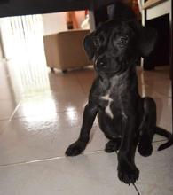 Avanza novedoso programa de rescate, recuperaci&oacute;n y adopci&oacute;n de caninos y felinos del &aacute;rea de renovaci&oacute;n urbana en el centro de Cali.