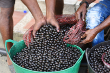 Naid&iacute;: el &ldquo;s&uacute;per fruto&rdquo; que debes probar en Timbiqu&iacute;