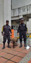 Perros antiexplosivos forman parte del equipo de seguridad del CAM