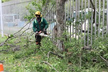 As&iacute; avanza la supervisi&oacute;n de la poda de &aacute;rboles en Santiago de Cali 