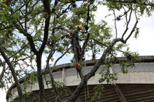 As&iacute; avanza la supervisi&oacute;n de la poda de &aacute;rboles en Santiago de Cali 