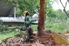 As&iacute; avanza la supervisi&oacute;n de la poda de &aacute;rboles en Santiago de Cali 