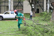 As&iacute; avanza la supervisi&oacute;n de la poda de &aacute;rboles en Santiago de Cali 