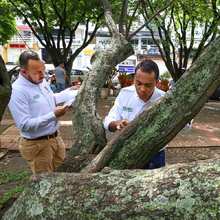 Con la Visitat&oacute;n, el Dagma cumpli&oacute; con m&aacute;s de 30 mil solicitudes de tala y poda de &aacute;rboles en Cali