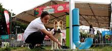 M&aacute;s de 800 mascotas recibieron atenci&oacute;n en feria de servicios ofrecida por la Alcald&iacute;a de Cali