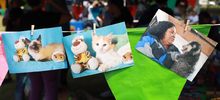 Gatos y perros del &aacute;rea de renovaci&oacute;n urbana ahora tienen un nuevo hogar gracias a la jornada &lsquo;Cali de Pelos&rsquo; 
