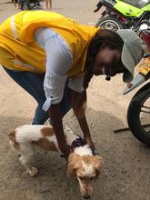 M&aacute;s de 120 animales se beneficiaron con la jornada de salud animal realizada en el &aacute;rea de renovaci&oacute;n urbana