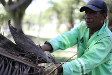 M&Aacute;S zonas verdes son embellecidas en Cali 
