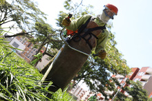 M&Aacute;S zonas verdes son embellecidas en Cali 